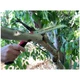 Corona RS 7245 Folding Saw, 7-Inch Curved Blade