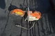 Stihl TS400 cut-off saw 12" Stihl TS400 cut-off saw 12"